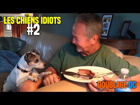 DoublageQc - Les chiens Idiots #2