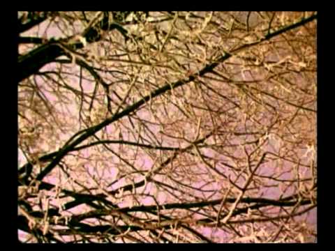 Василь Симоненко - відео обкладинка