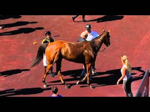 Ascot, 23/01/2016 - Race 5 - COUGAR EXPRESS - Lindsay Smith & Paul Harvey