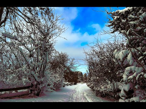 [1 Hour] Lovely Snowy Day - Walking to Beacon Hill Park by Cook St