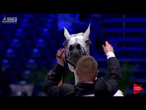 N.64 PILAROSA - Paris 2017 - Senior Mares (Class CM3B)