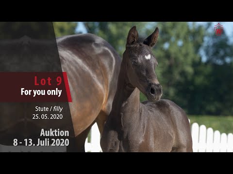Online Auktion 9. - 13. Juli: Lot 9 For you only Stute v. Fürst Samarant - Quasar de Charry