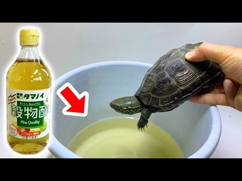 園芸 韓国の妖精の鐘、黄色い花を持つ妖精の鐘