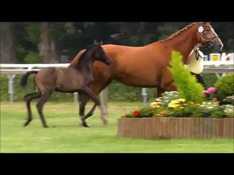 Rapp-Stutfohlen Milla von Millenium (Trak.) aus unserer St.Pr-Stute Lorelei