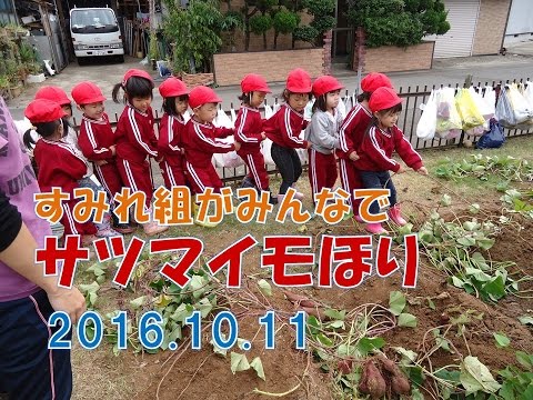 2016八幡保育園(福井市）のさつまいもほり！すみれ組(３歳児年少）はみんなで力を合わせて引っ張りました！