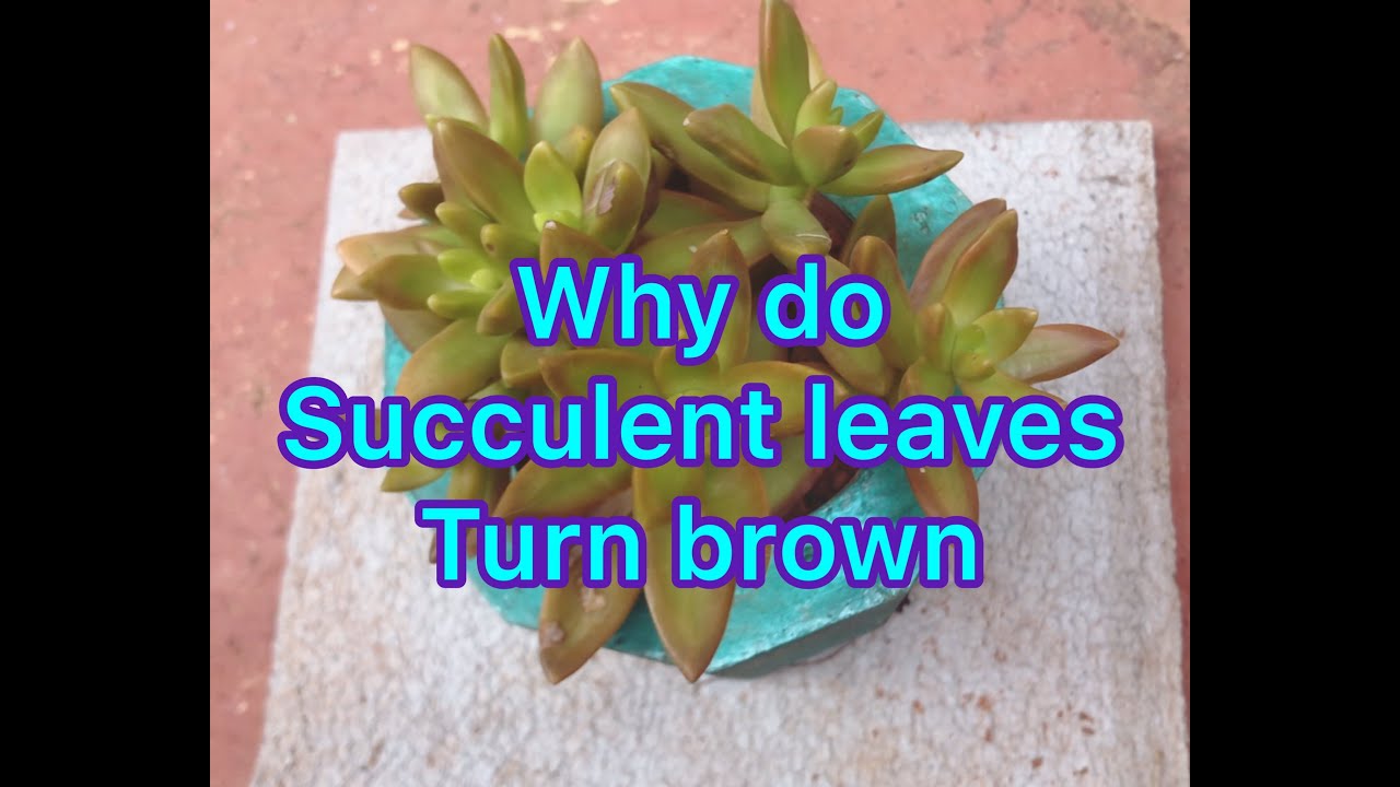 Why are my succulent leaves turning brown? EN General