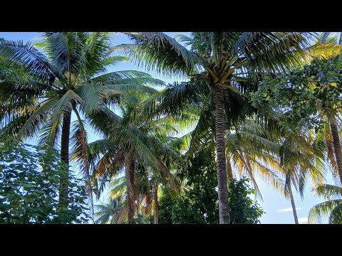 😍LINDA PARCELA EN SAN LUIS TALPA!! AGUA POTABLE ,ENERJIA ELECTRICA ,AGUA DE POSO, CASA ❤️🫶