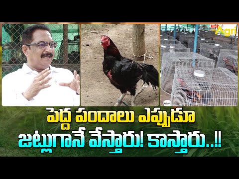 Kodi Pandalu Strategy by KSN Raju | పెద్ద పందాలు ఎప్పుడూ జట్లుగానే వేస్తారు! కాస్తారు..!! Tone Agri
