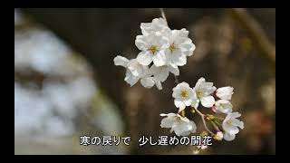 咲き始めたソメイヨシノ：桜並木散策