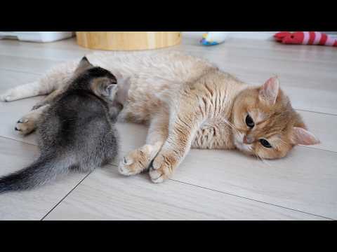 YouTube 썸네일