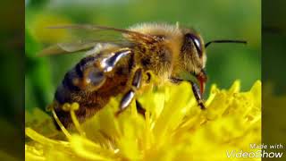 Die Imker Flotte Biene (Cover by Sinnlos)