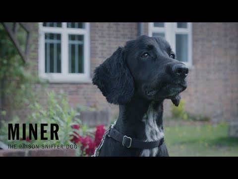 Miner | What They Did Next