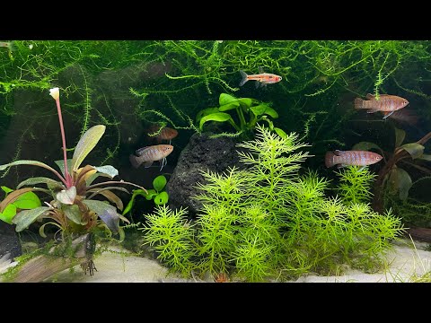 Dario Dario & andere Zwerge im Aquarium (dritter Ausflug in meinen Keller)