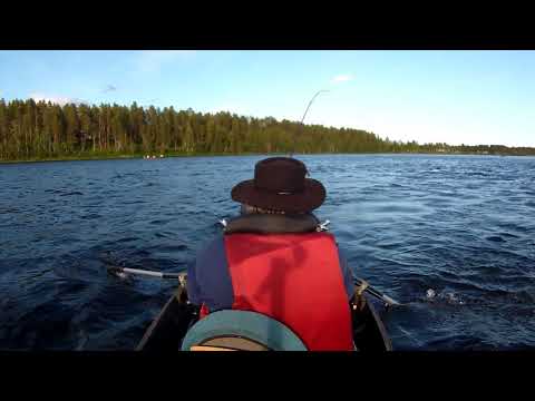 Honkasuvanto, lohi 2018