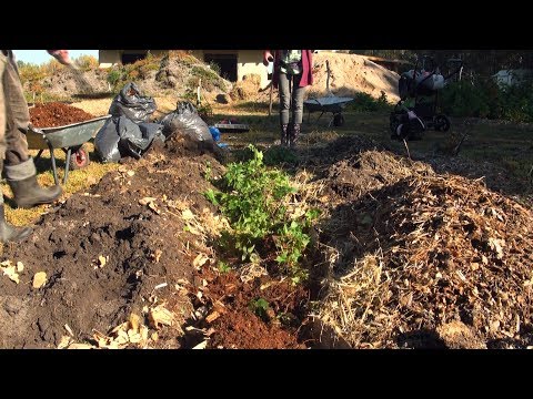 Malinojeżyna na miksie podkładów organicznych