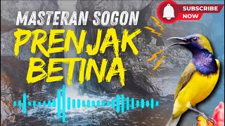 Download lagu MASTERAN SOGON PRENJAK BETINA PANJANG AUDIO JERNIH mp3