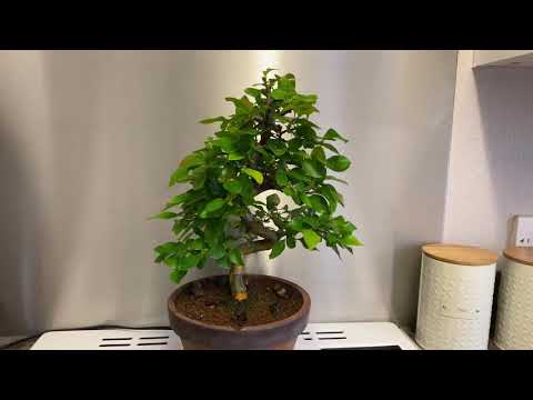 Chinese Quince Bonsai 360 Video