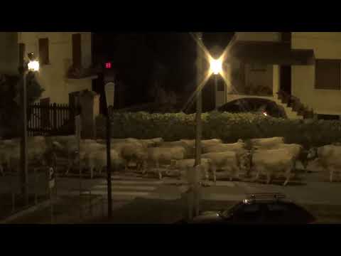 LA TRANSUMANZA NOTTURNA RIENTRA DAGLI ALPEGGI E PASSA A ROBILANTE (CN) 19 - 10 - 2014.