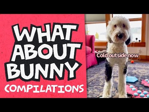 Dream, Ball, Outside, Stranger? | What About Bunny