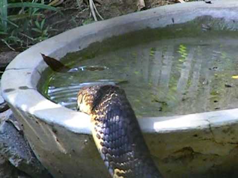 King Cobra at Bannerghatta National Park