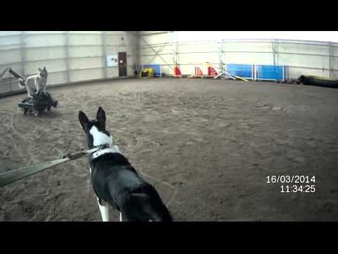 Nakke ja susi 20130316