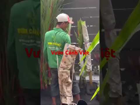 Thi công cảnh quan sân vườn cho khách