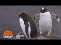 Same Sex Penguin Couple Adopts Abandoned Egg At Zoo TODAY