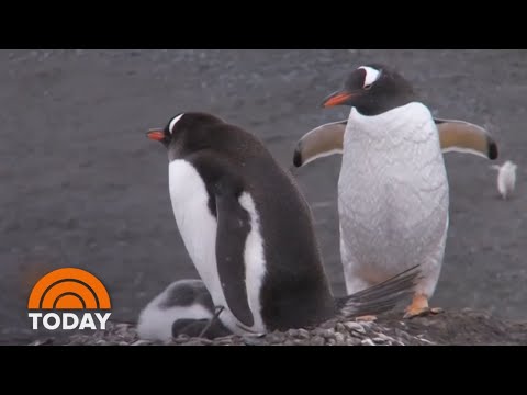 download lagu mp3 mp4 Berlin Gay Penguins Adopt Abandoned Egg, download lagu Berlin Gay Penguins Adopt Abandoned Egg gratis, unduh video klip Berlin Gay Penguins Adopt Abandoned Egg