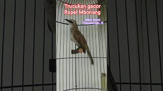 Download lagu trucukan gacor ropel Mbonang. #trucukangacor #trucukanropel #ropelpanjang #masterancucakrawa #birds mp3