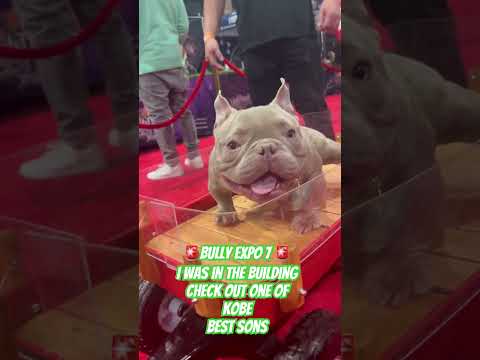 Kobe best son #kobe #nano #breeder #business #dog #money