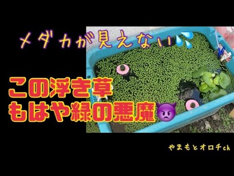 ウキクサを少しください!