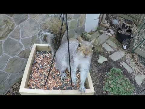 Rear Window but with Birds