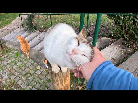 What 6 years of friendship with a stray cat looks like - Geveze the Talkative Cat
