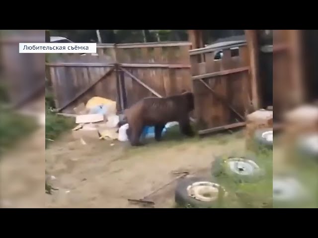 В Усть-Илимске во двор одного из местных жителей забрался медведь
