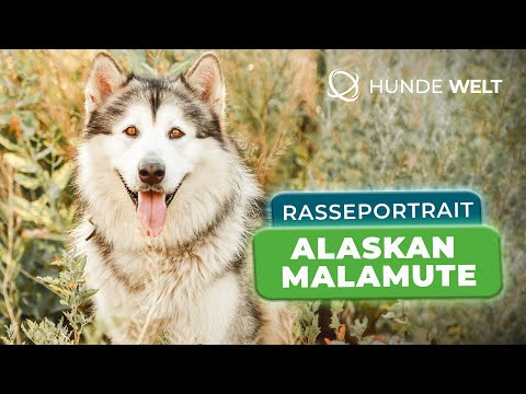 Alaskan Malamute - Rasseportrait | Aussehen, Wesen und Herkunft