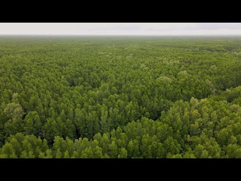 越南防治荒漠化取得“双重”成果 – Mega Story