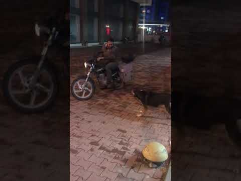 Velinin zor anları part 2 🤣🤣🤣