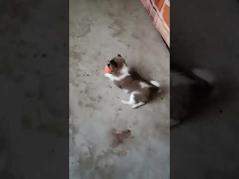 My little  new puppy Dona is playing ###