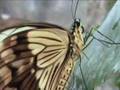 Butterfly Garden