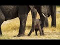 A Cute Newly Born Baby Elephant Struggles To Stand Up