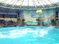 Благодійний день народження Київський дельфінарій НЕМО 