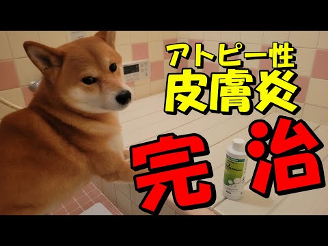 アレルギー犬用の手作りシャンプー