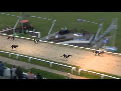 Bubbly Bollinger Wins In The Bockos Doomie Memorial Invitation Race In Trap 2 At Hove