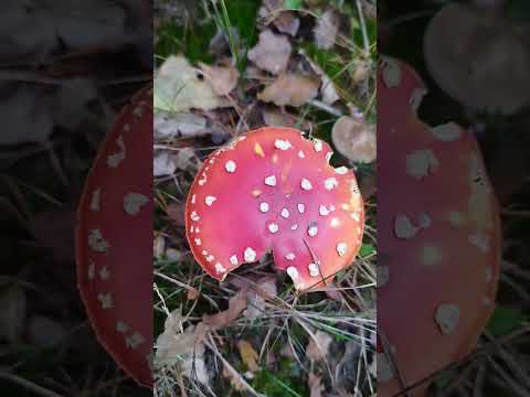 Der Fliegenpilz (Amanita muscaria): Ökologischer Partner & Mythos