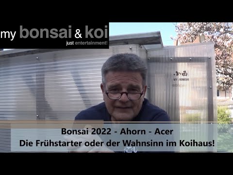 Bonsai 2022-16 - Ahorn - Acer - Die Frühstarter oder der Wahnsinn im Koihaus!