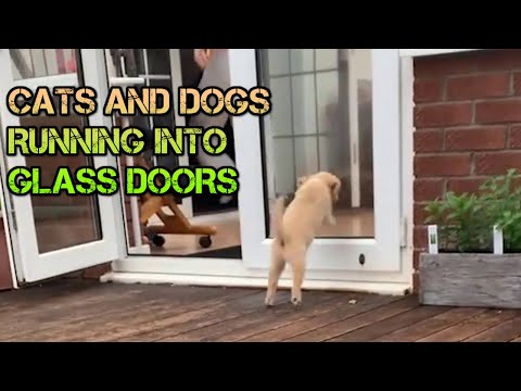 DOGS 🐶AND CATS🐱 RUNNING INTO GLASS DOORS. UNLUCKY PETS HITTING THE GLASS.