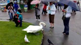 preview picture of video 'Greedy swan at Bowness'