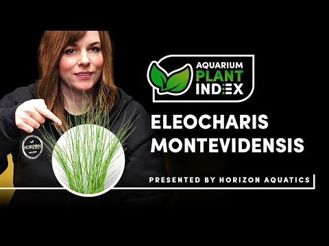 Everything You Need to Know About Eleocharis Montevidensis