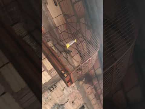 Olha a máquina, pipira parda de Cedral Maranhão dando show