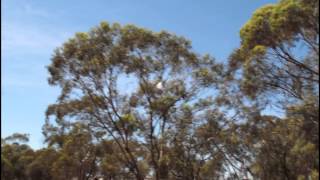 preview picture of video 'High Altitude Balloon Landing 2012-11-20.avi'